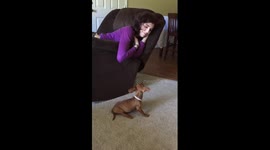 dachshund vs pitbull