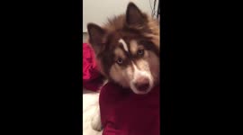 When your husky is pissed that your brushing your hair and not his! Lol