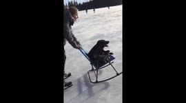 Beautiful Black Lab ice skating at Whonnock lake