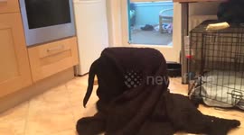 Labrador puppy uses towel to escape storm Doris