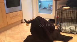 Newsflare Edit - Labrador puppy uses towel to escape storm Doris