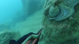 newsflare mimic octopus looks