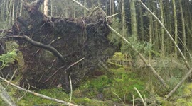 Big Trees Up-Rooted in Glenshane Forest - Storm Doris