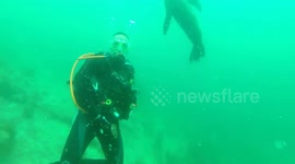 Sea lion refuses hug from diver