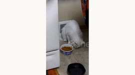 Yeti eating with his paws