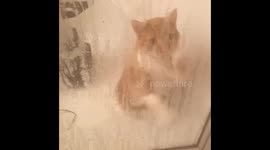 Silly cat wants in the shower 