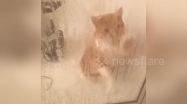 Newsflare Edit - Silly cat wants in the shower 