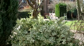 Sparrow Hawk feasts on crow that storm Doris claimed.