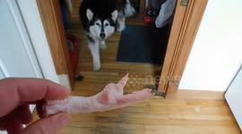 Pinga Loves Raw Chicken Feet