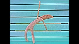 Break Dance Driftwood