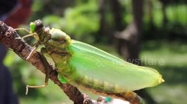 Life cycle: The incredible metamorphosis of the dragonfly