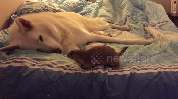Wolf plays with prairie dog