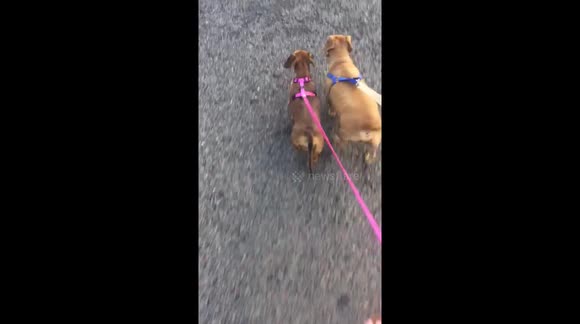Afternoon walk with your bestie - Buy, Sell or Upload Video Content with Newsflare