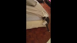 Cat hates bed being made
