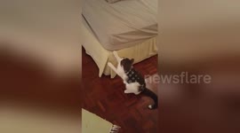 Cat doesn't help owner making her bed
