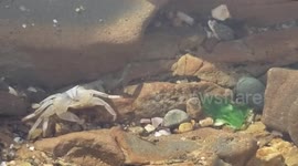 Crab molting exoskeleton shell in tide pools