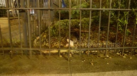 Rat scares people away in Paris