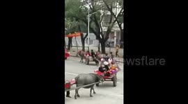 Groom uses nine oxcarts and two tractors to pick up bride