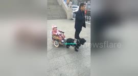 Father uses dog to pull baby in homemade two-wheeler