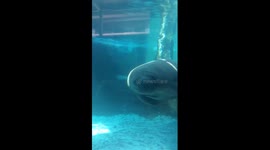 Manatee tries to 'kiss' camera lens but bangs his nose on enclosure glass