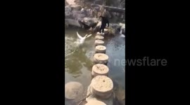 Goose attacks woman trying to cross a river