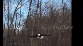 Bald eagle catches squirrel