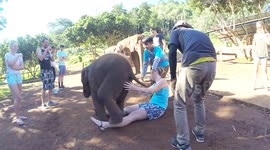 Playful baby elephant in Thailand leaves tourists in hysterics after flopping onto their laps