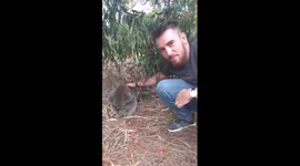Finding a sleeping wild Koala