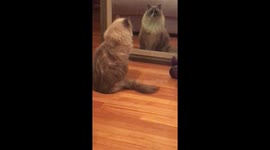 Vain cat caught checking himself out in the mirror