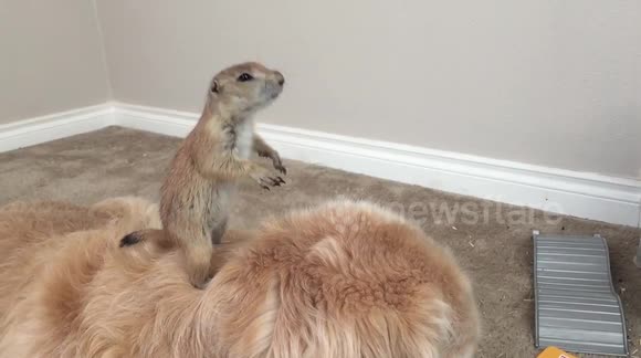 Prairie dog falls off golden retriever