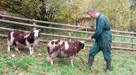 Near miss from angry ram