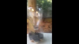 Homemade fly trap works a treat.