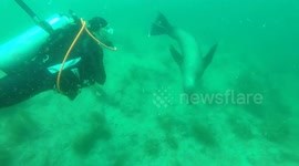 Sea lion refuses hug from scuba diver