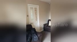 Newsflare Edit - Surprise puppy reveal, when Phoebe got her dream birthday present