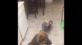 Toddler teaches his dog tricks!