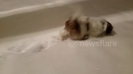 Puppy gets his first taste of snow