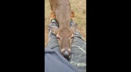 Rescue wild deer falls asleep on carer's lap