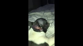 French Bulldog Snooring
