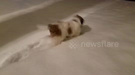 Puppy gets his first taste of snow