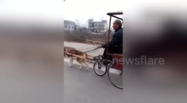 Man uses dog to pull his homemade tricycle