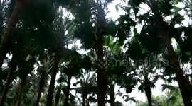 晨练是用身体各个部位撞大树 你见过吗？