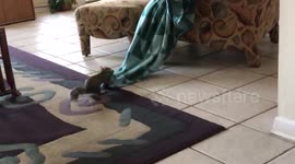 Pet squirrel really wants a blanket