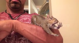 Lexi the Pet Squirrel yawns, stretches and curls for a nap