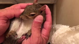 Lexi the Pet Squirrel gets a face massage