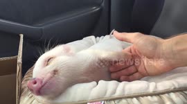 Cute piglet looks so content getting a belly rub