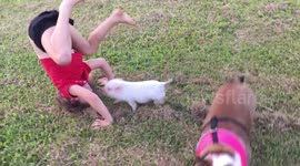 Piglet gets in the way of girl doing forward rolls in the park