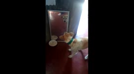 Killer the Rescue dog still hates his reflection!!! Part2