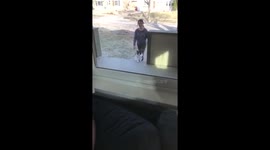 Cat vs Window.  Cat Fail in Slow Motion!