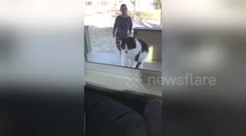 Cat tries to jump through closed window