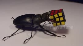 Large stag beetle holds Rubik's Cube